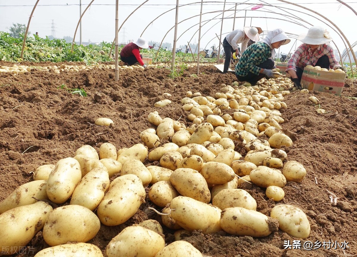 马铃薯疮痂病怎么治,马铃薯疮痂病土壤防治方法