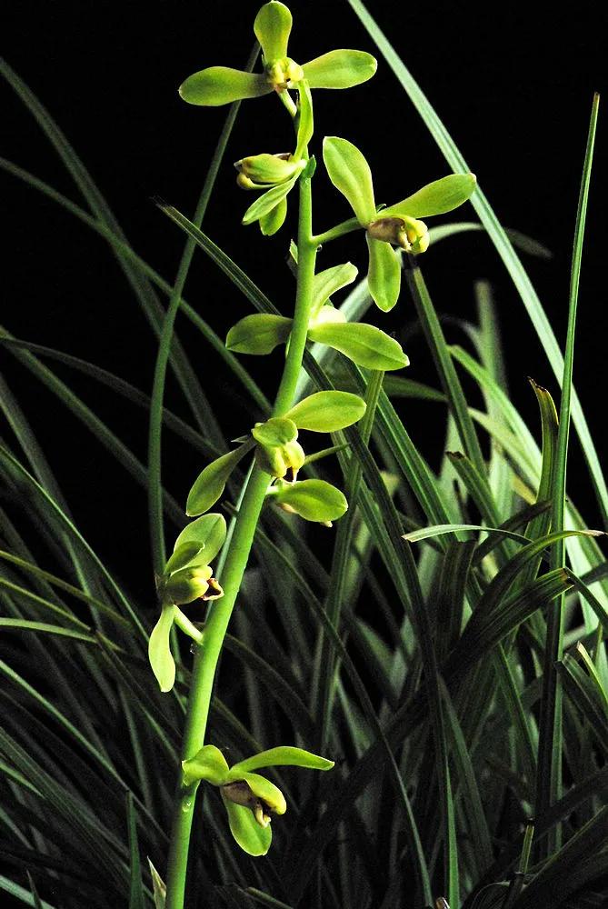 蕙兰老八种图片,蕙兰新八种图片高清