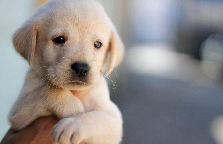 狗狗脓皮症最有效的治疗办法,狗狗异食癖有什么解决办法