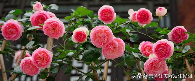 我爱月季花歌曲,我爱月季花300字