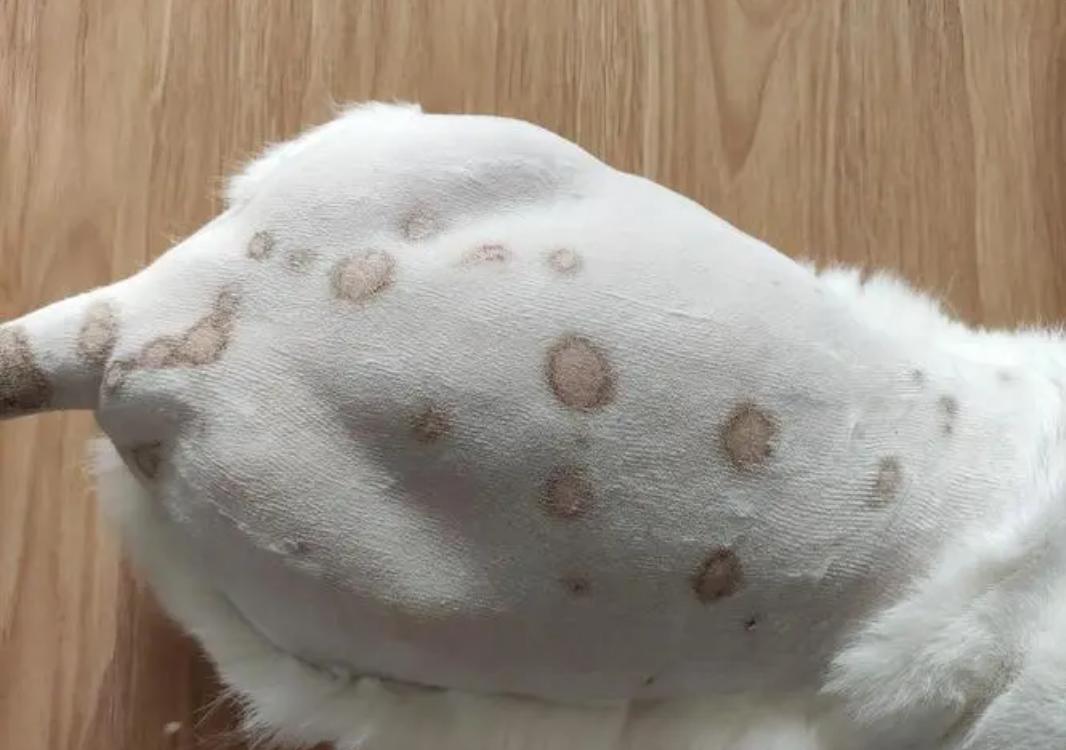 猫咪得了猫癣怎么治疗好得快一些,猫咪得了很严重的猫癣怎么办