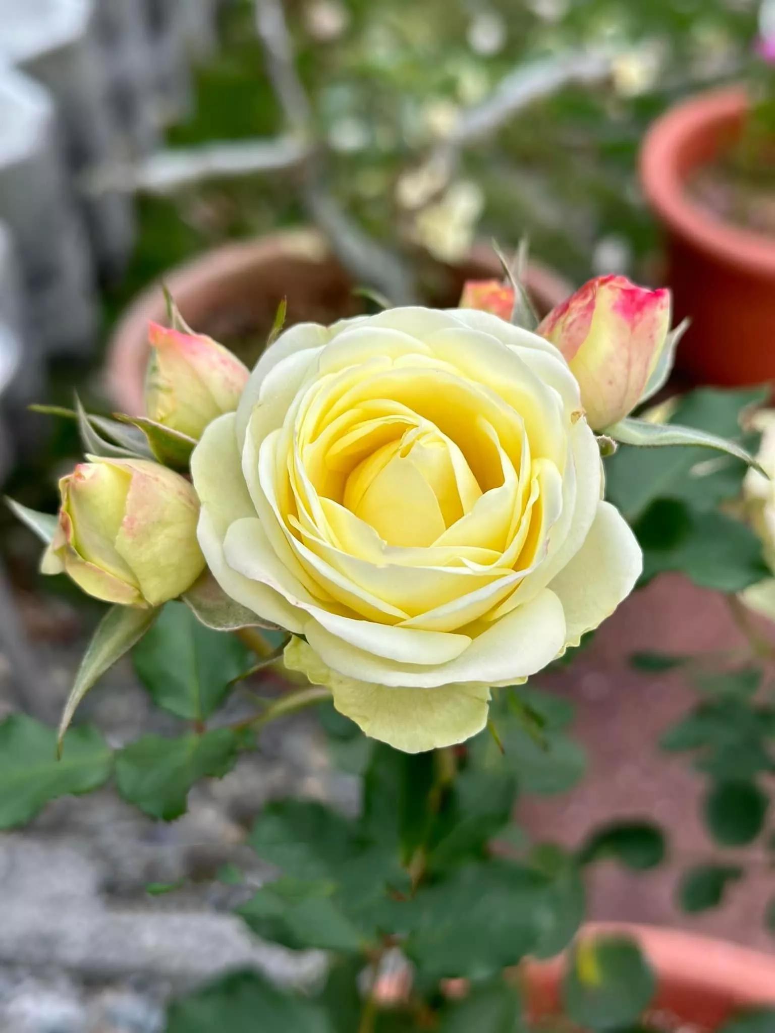 月季品种醉花,月季品种大全及图片欣赏