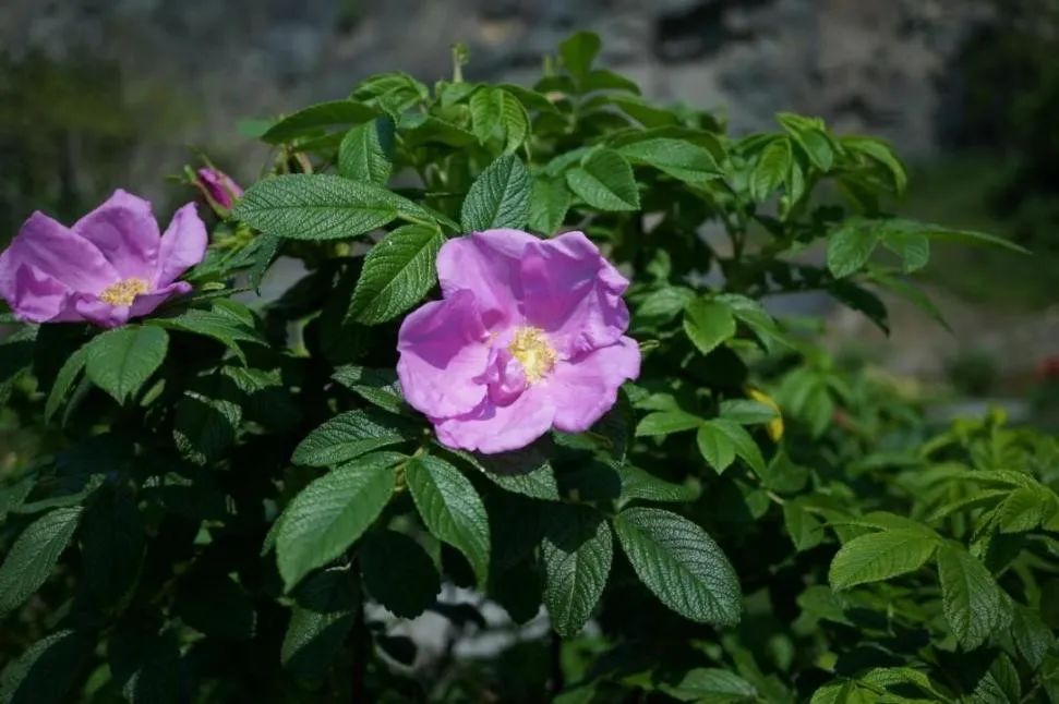 七夕卖玫瑰花要准备什么,七夕买红玫瑰还是彩色玫瑰