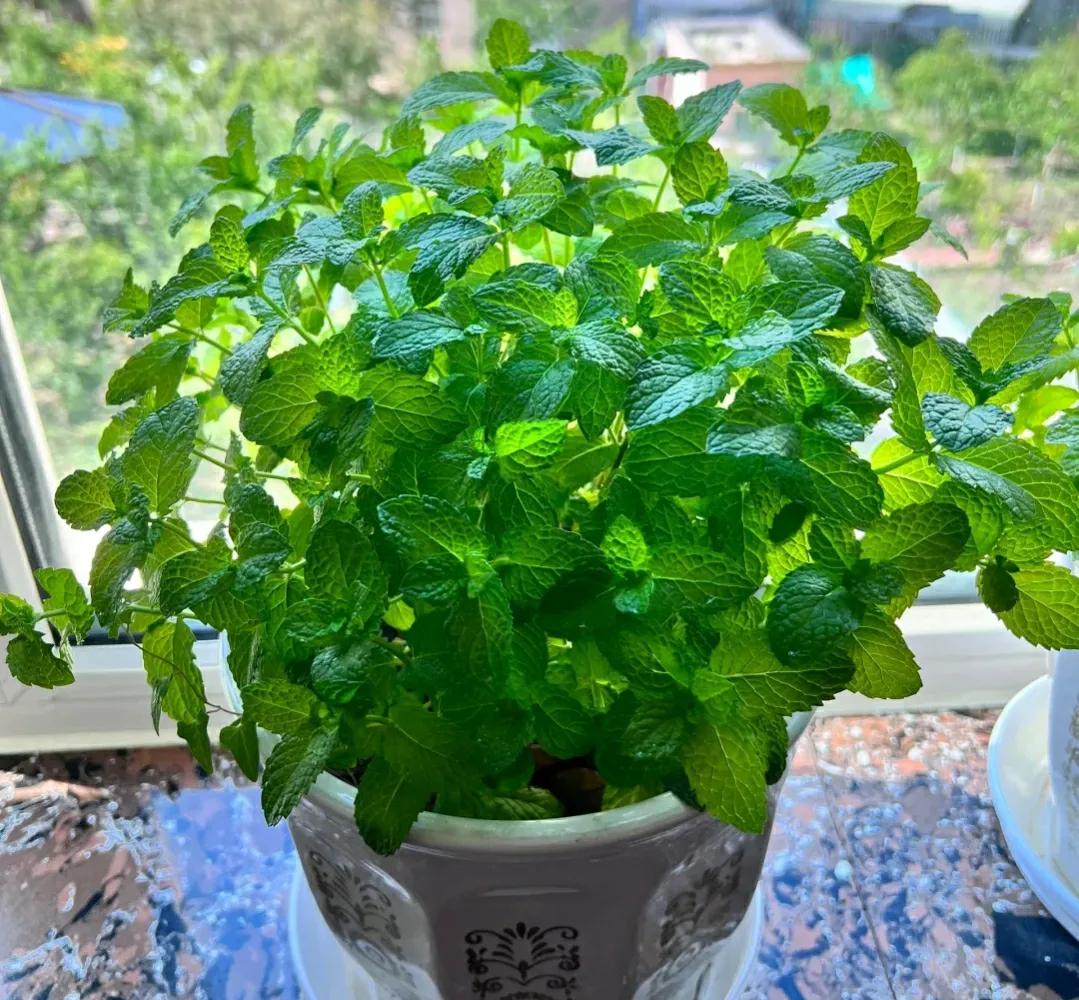 花期长又好养驱蚊的花庭院,半阴的环境驱蚊能养哪些花