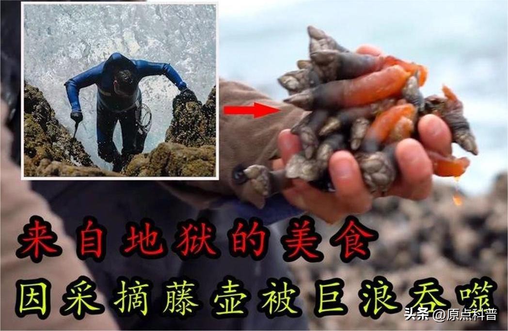 世界上最贵的海鲜十大排名,世界十大名贵海鲜