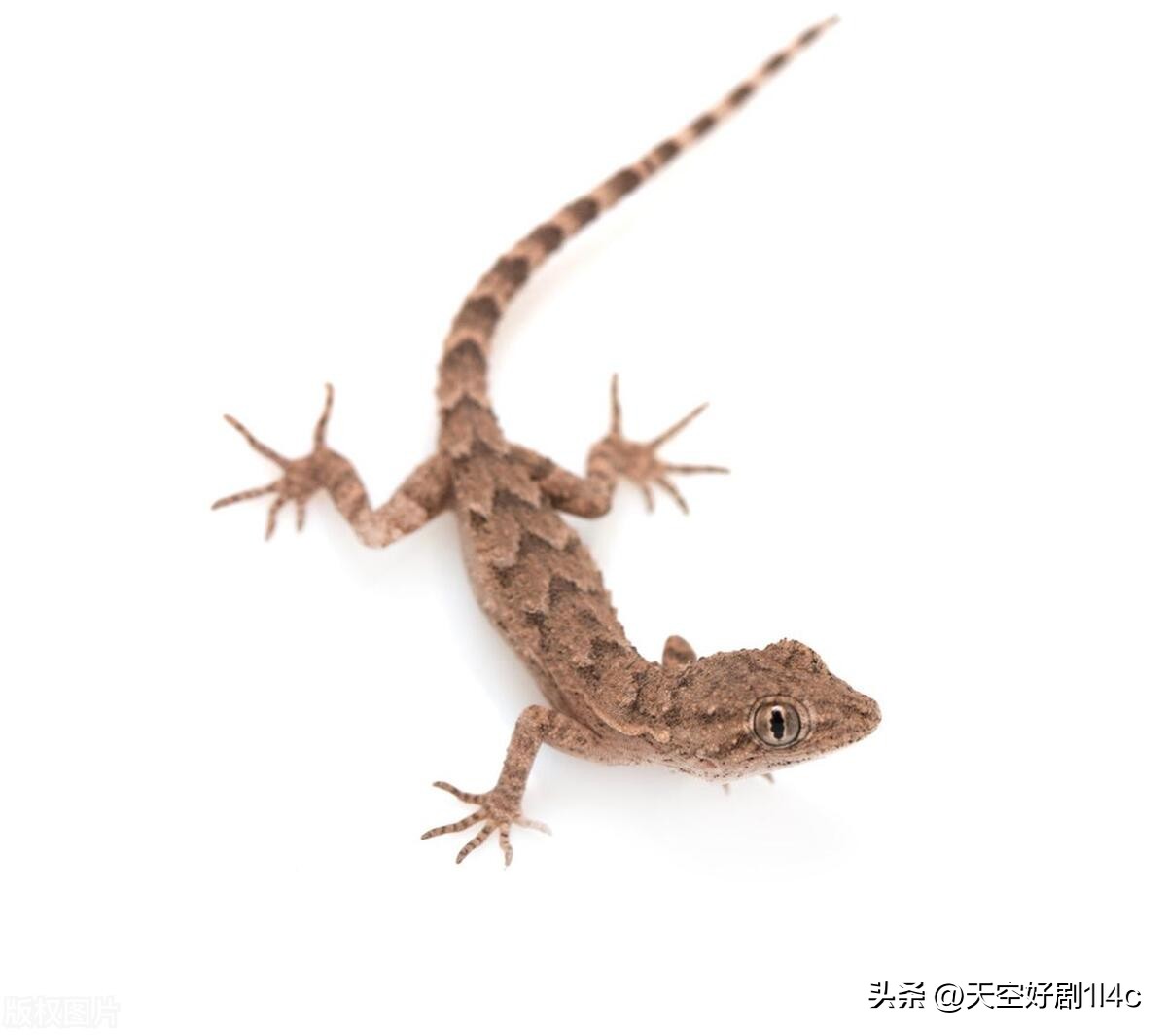 家里为啥有壁虎有啥好办法,家里有壁虎怎样彻底弄死