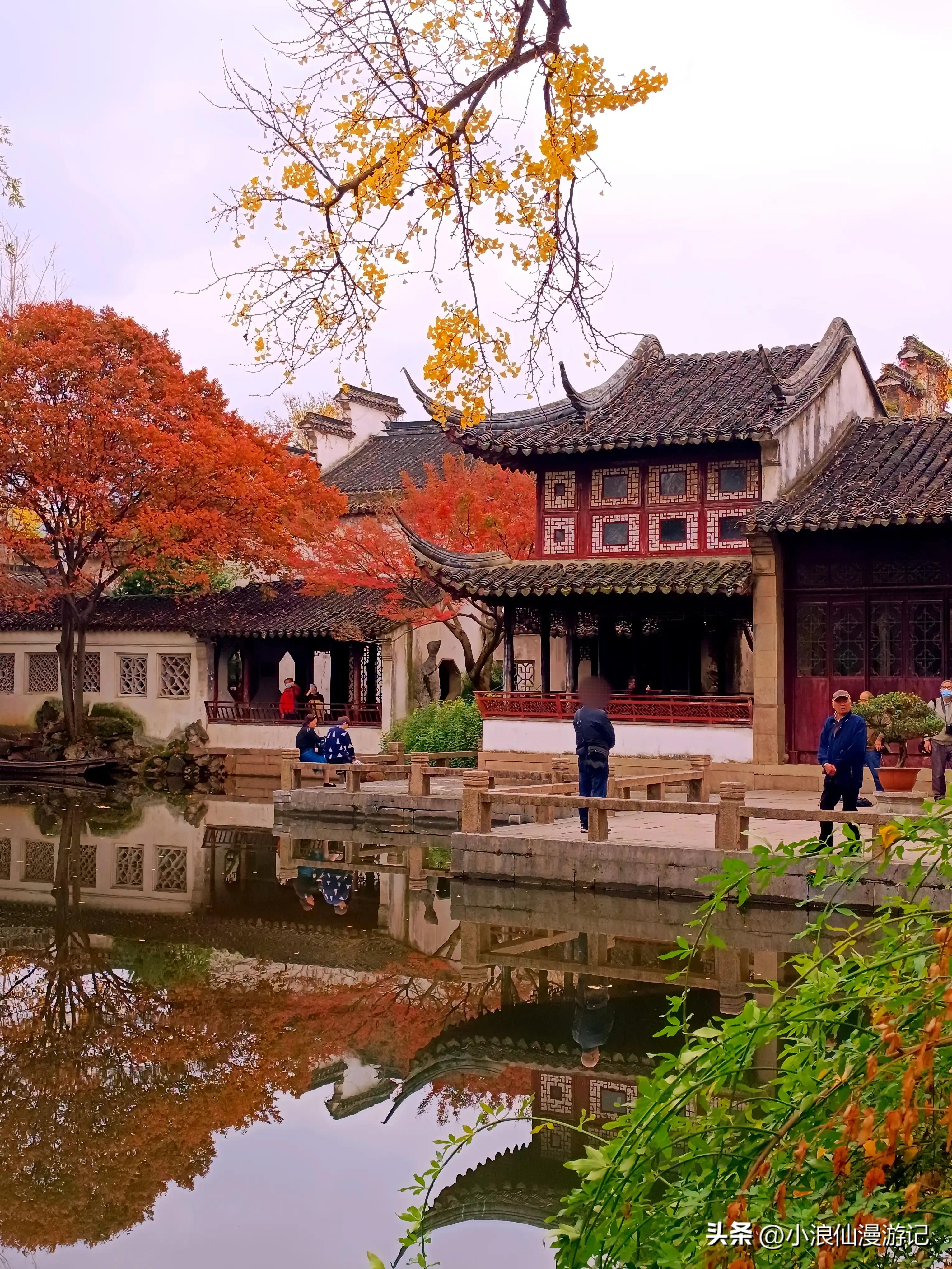 苏州园林拙政园银杏,苏州千年银杏和百年银杏