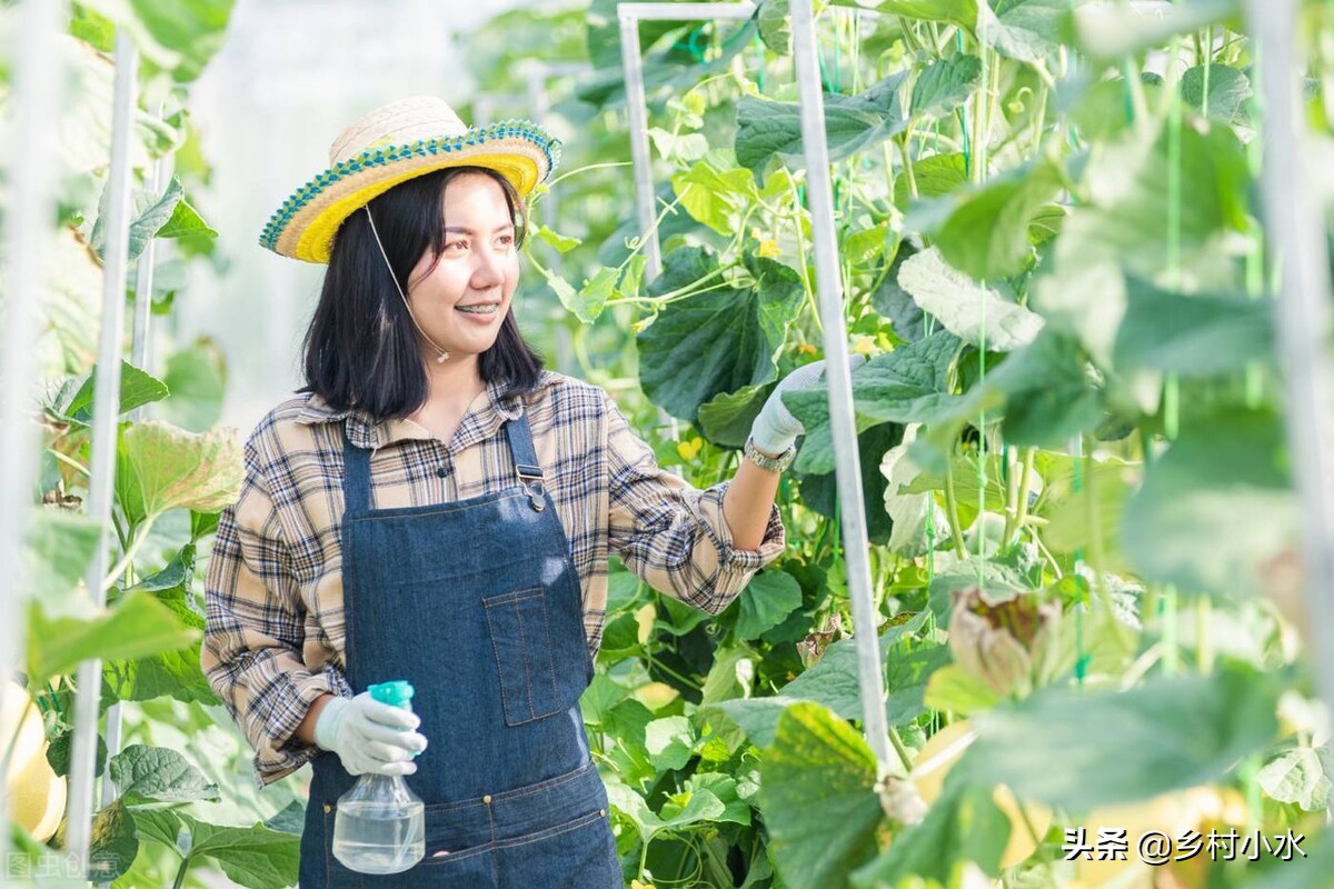 蚜虫用什么无毒害的治蚜虫最好,蚜虫的天敌怎么灭蚜虫