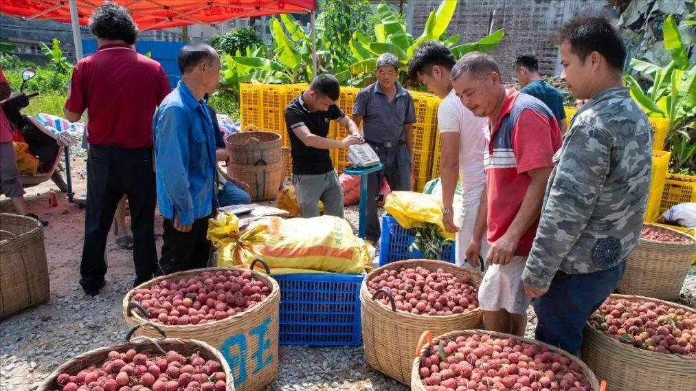 今天妃子笑荔枝零售价多少钱一斤,妃子笑荔枝收购价