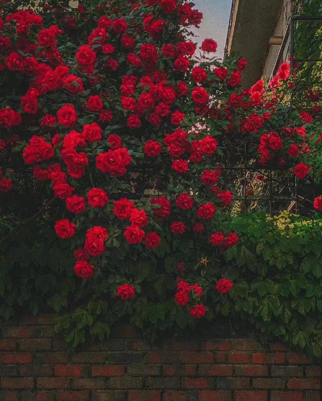分享欲是最高的浪漫主义图片,分享欲是最高的浪漫主义长文