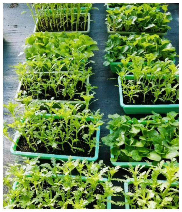 家庭主妇变“种菜达人”一天卖出400盆，把蔬菜当花养，前景诱人