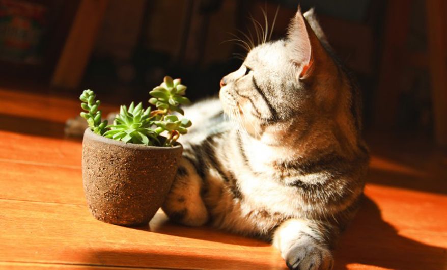 猫咪得了皮肤病怎么护理,猫咪得了皮肤病该怎么办