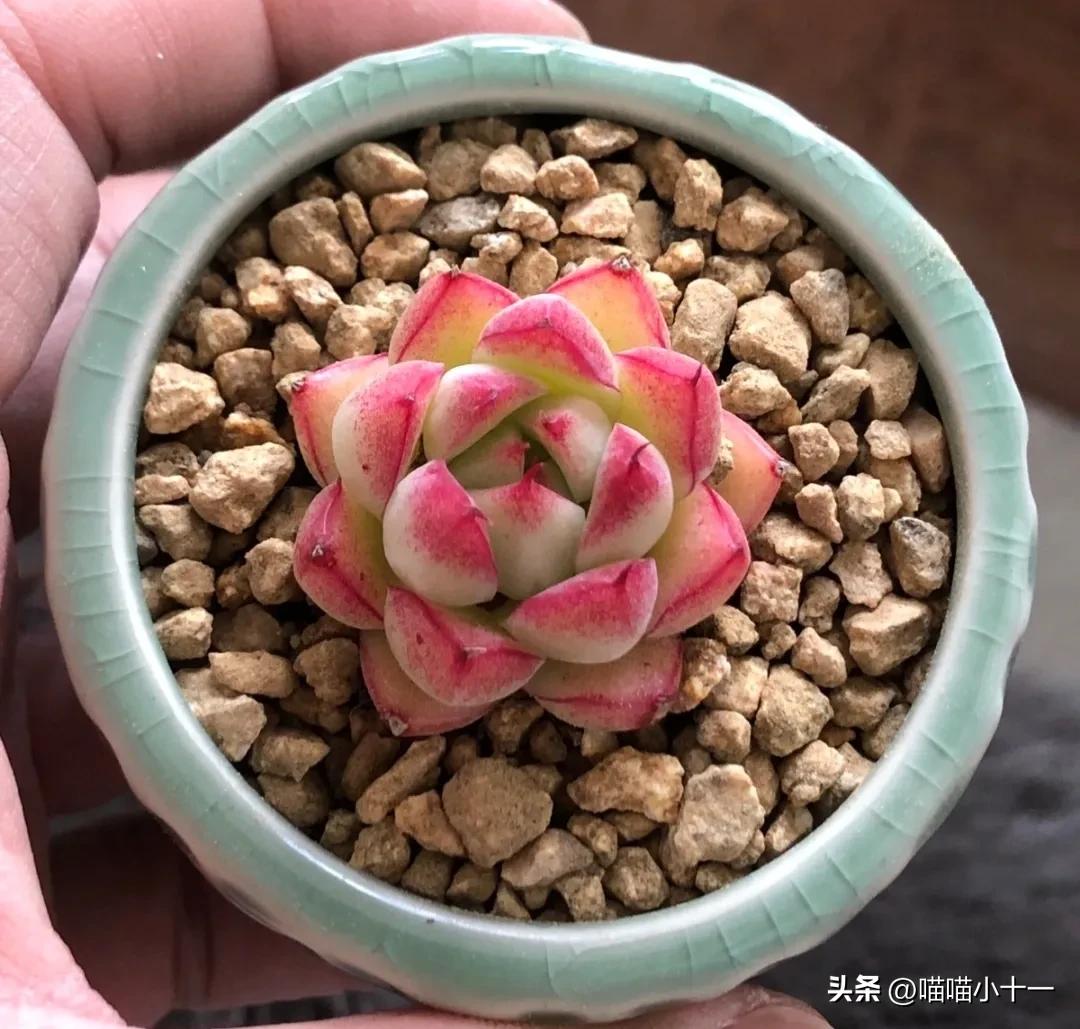 这10种多肉号称多肉界的奇葩,多肉最传统的100个种类