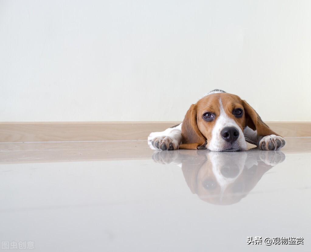 小狗狗怎样训练上厕所,怎么训练小狗狗在固定的地方拉屎