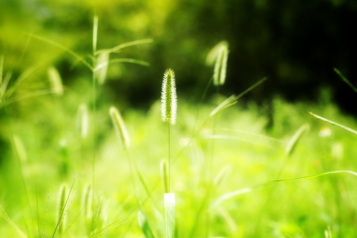 赞美春草的诗句古诗大全,描写春草的诗句十首