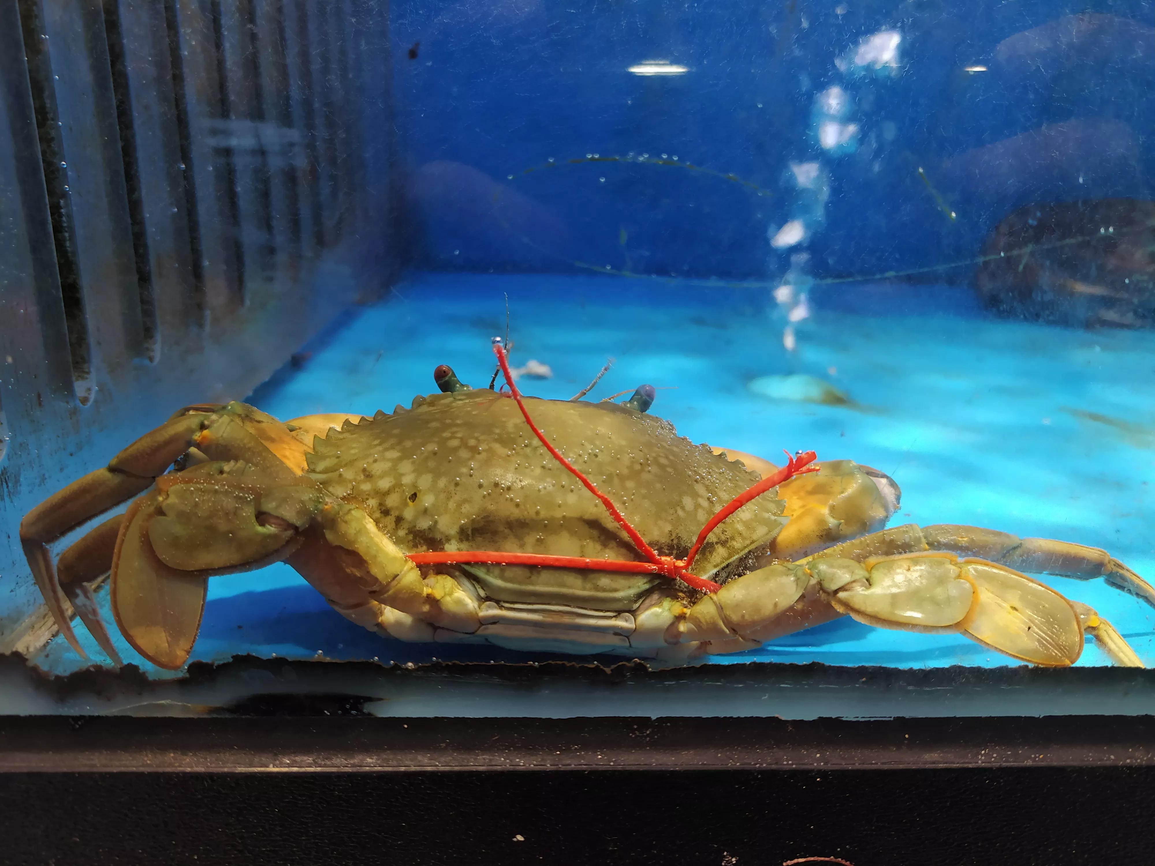 蟹为何是六跪而二螯,为啥古人说蟹六跪二螯