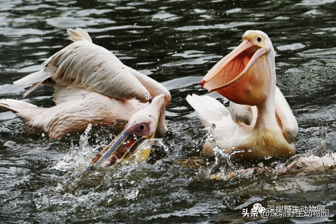 苗鸟怎么读,苗疆蛊事