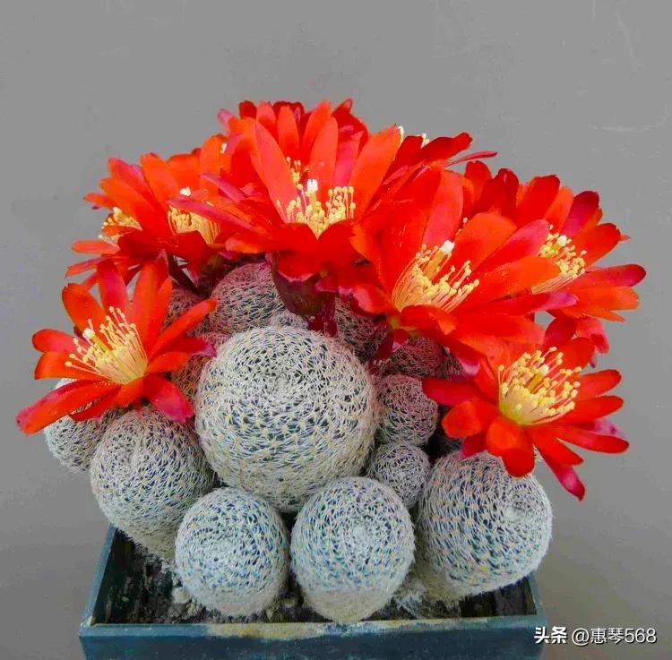 最近仙人球图片,走进仙人球分享一点仙人球小知识