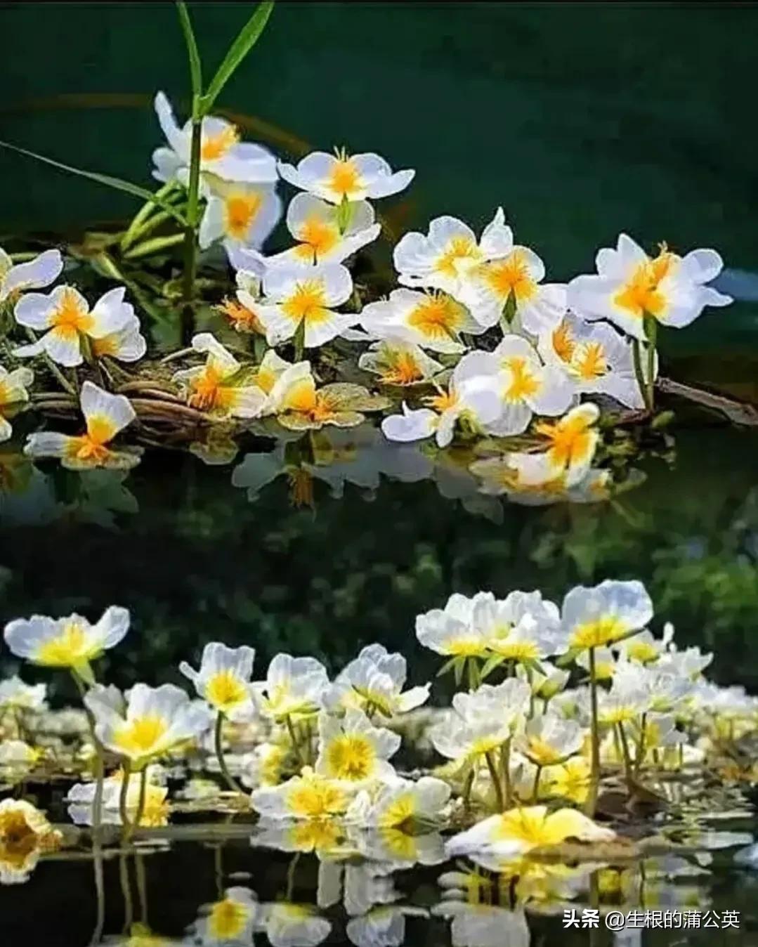 水生花卉栽培方法和技术,十种常见水生花卉