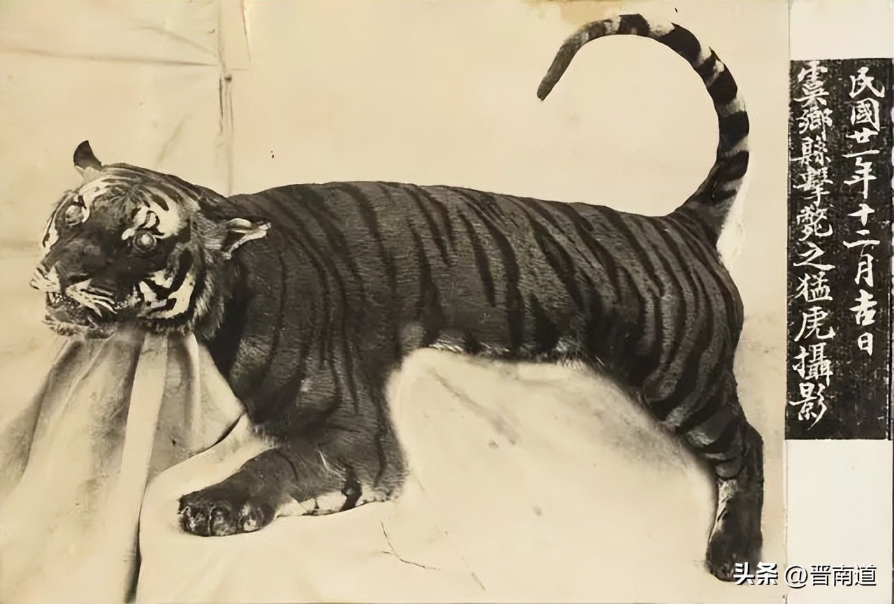 猛虎行│山西老虎的前世今生