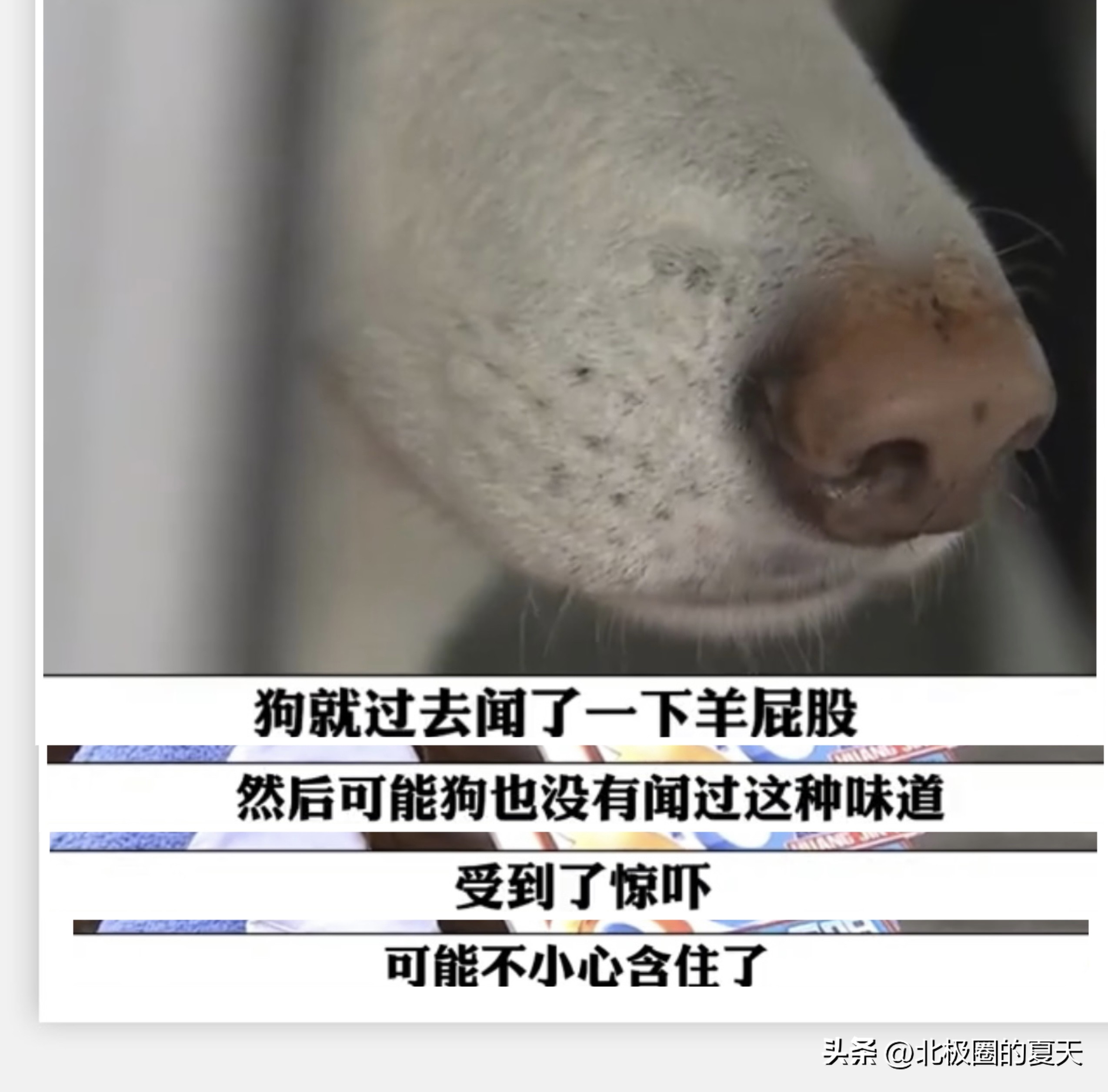 哈士奇咬羊屁股致牙齿断裂,哈士奇咬了羊赔12000元