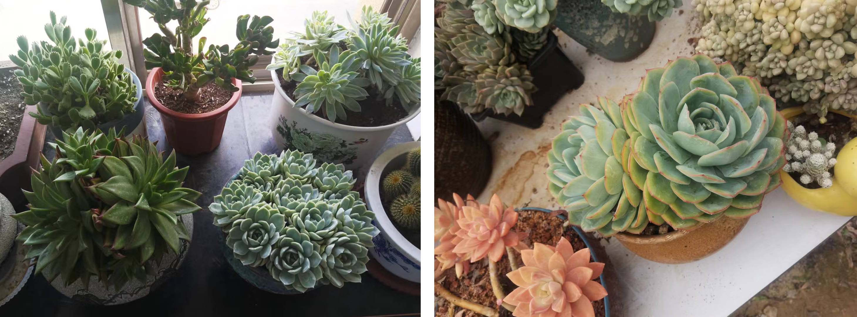 风云四季无余乐，一片痴情寄绿园，哪些往事让养花大叔最常追忆？