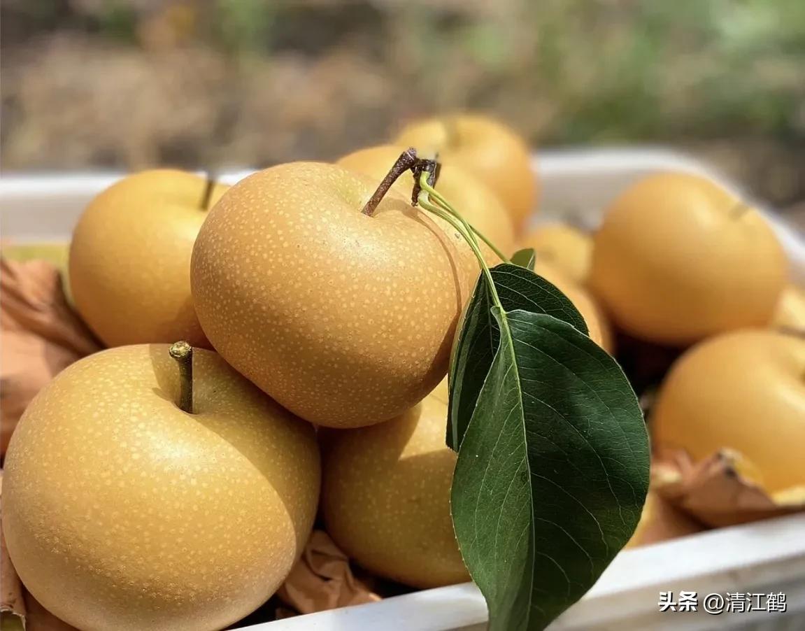 梨果病害图片大全,梨果不套袋病虫害防治技术