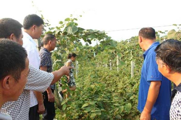 新西兰弄走了湖北猕猴桃，还让中国人付版权费？