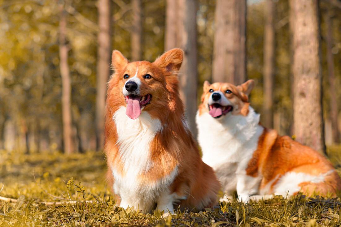 柯基的优点,柯基有几大优点