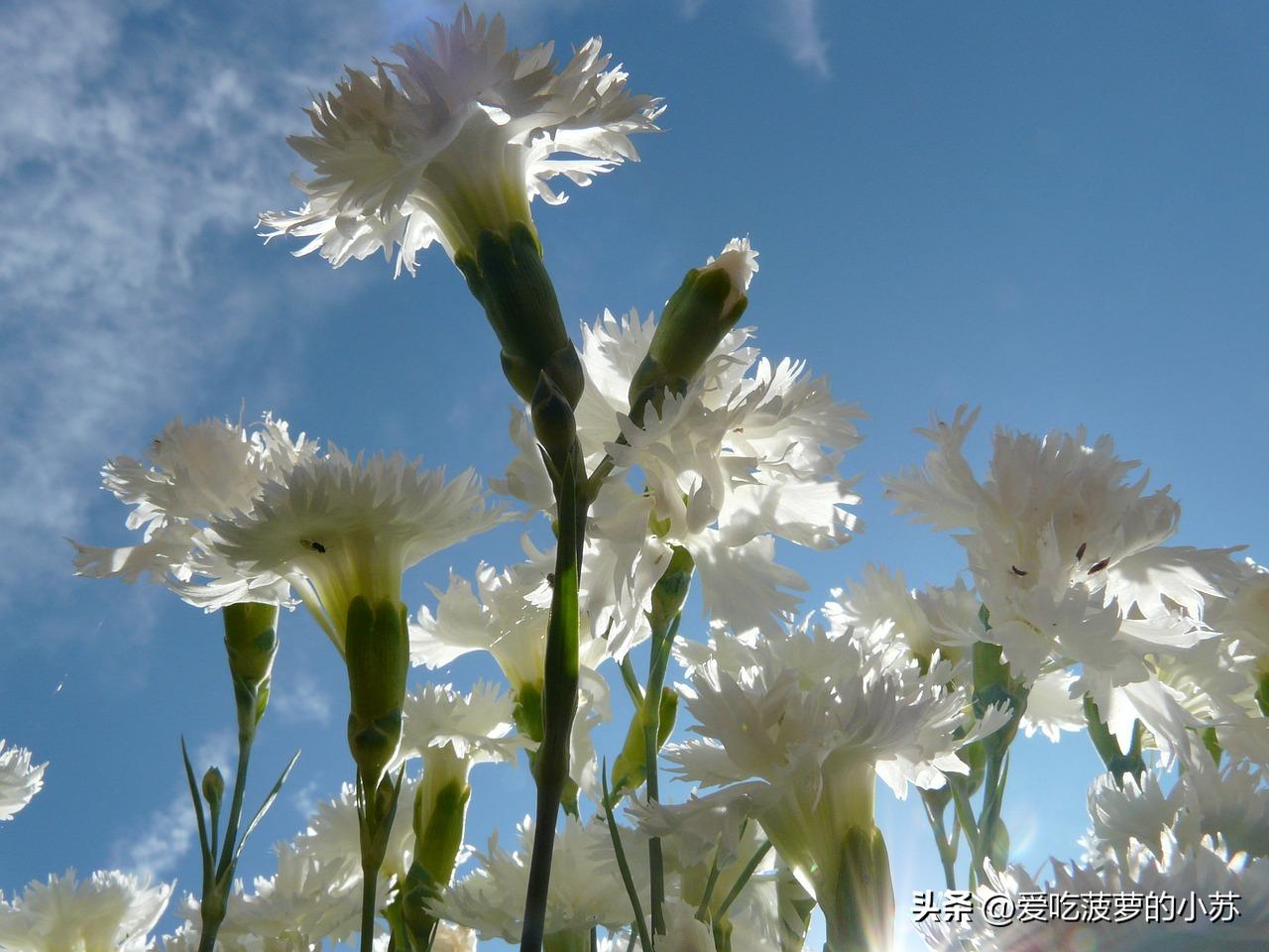 花卉小常识天竺葵,盆栽康乃馨小知识