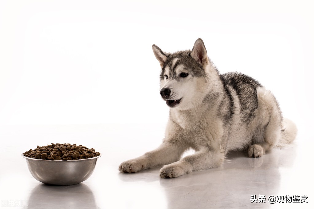 狗总是不吃东西是不是生病了,狗狗得了细小不吃怎么办