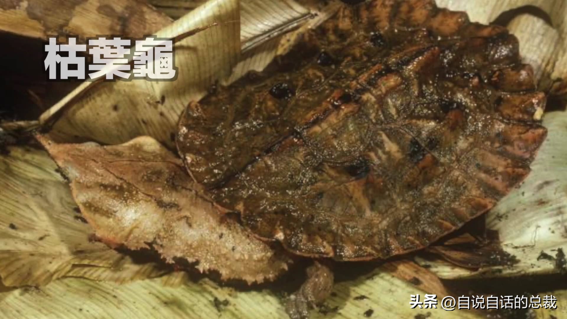 龟蛇大战,龟蛇大战故事