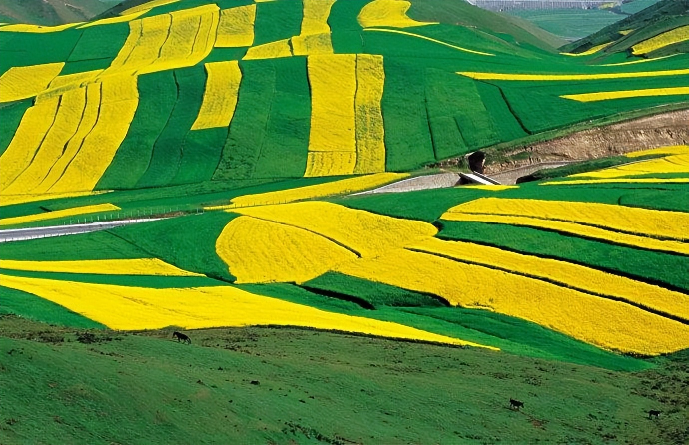 农作物发展的现状及变化,俄罗斯农业发展状况及主要农作物