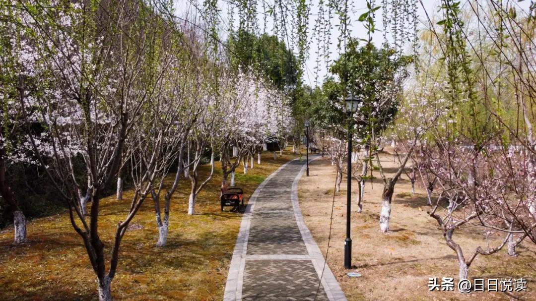 湖北荆州：石首“繁花”上大分↑即将刷爆朋友圈！