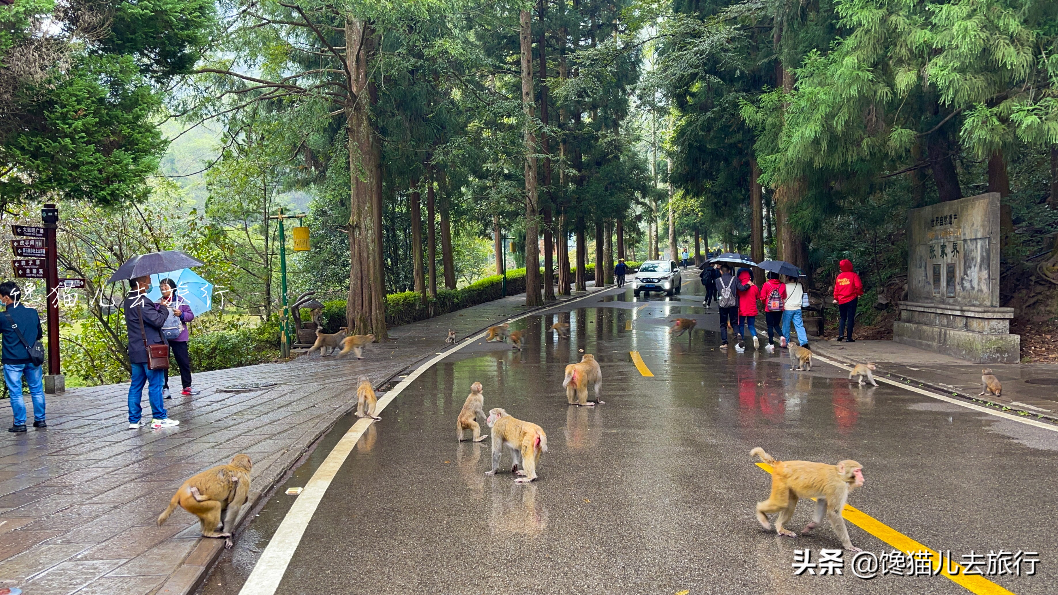 去张家界有什么忌讳,去张家界要注意什么安全