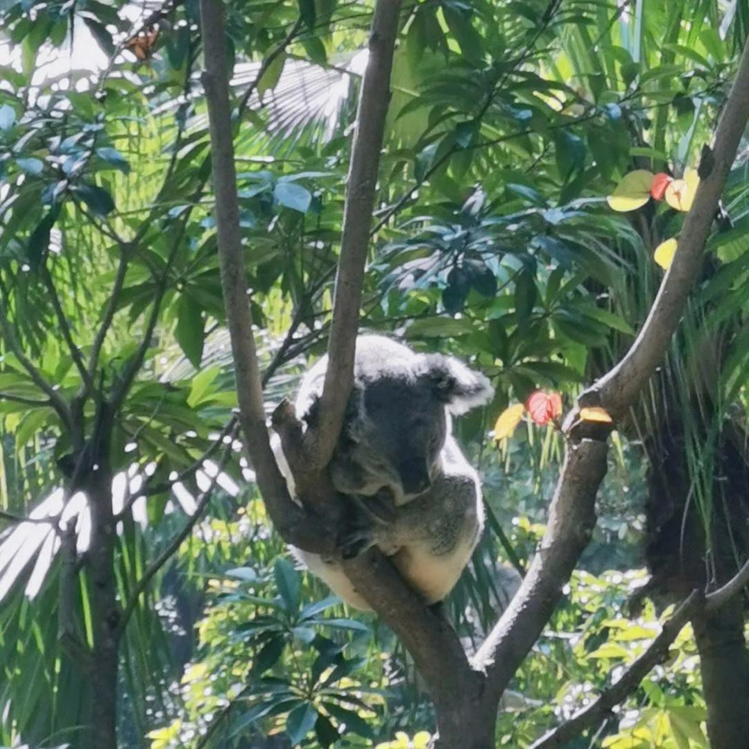 广州长隆野生动物园全部动物,广州长隆野生动物园所有动物介绍