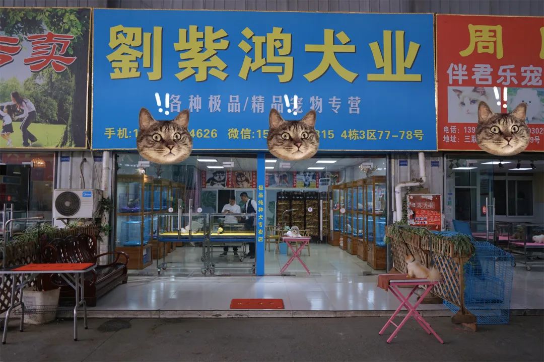 三联鸡鸭市场在哪里,三联市场家禽