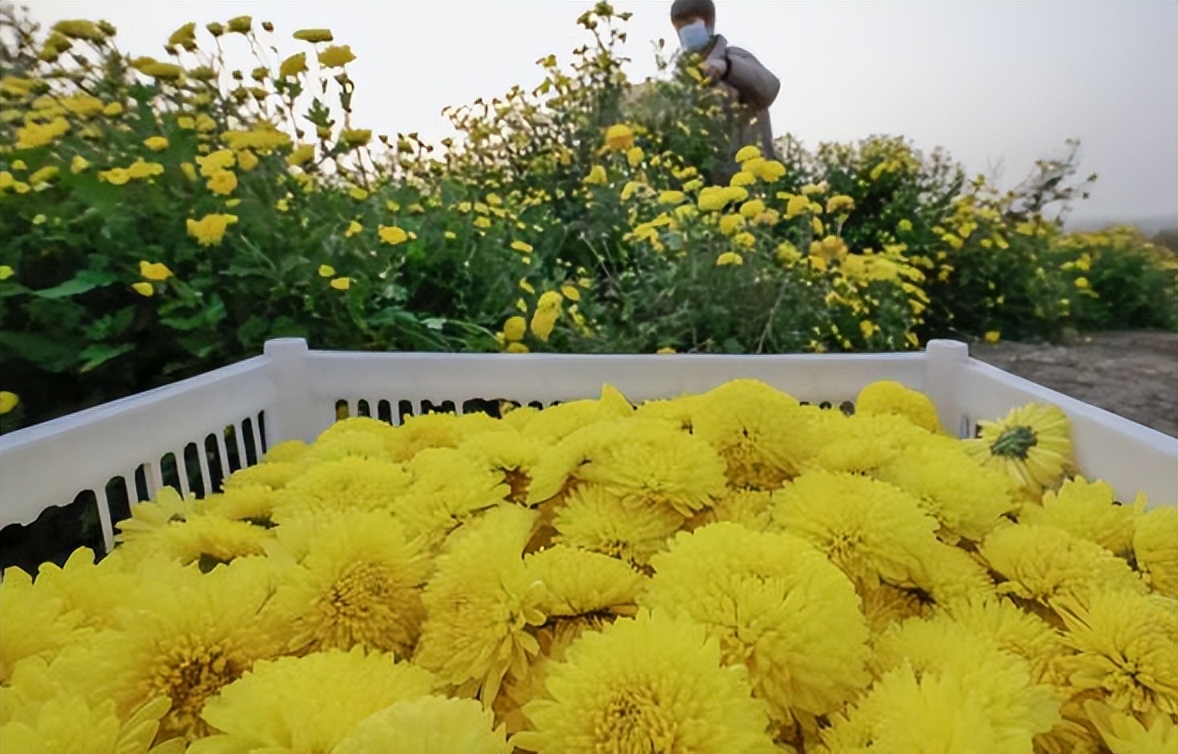 购买菊花茶时需要考虑哪些因素,买菊花茶