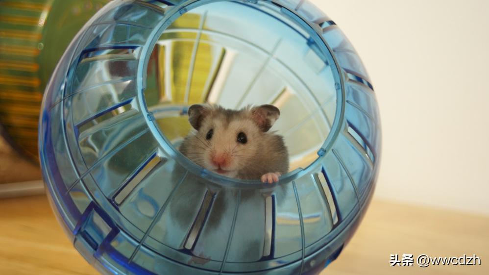 仓鼠养殖技术及注意事项,仓鼠养殖技巧和注意事项