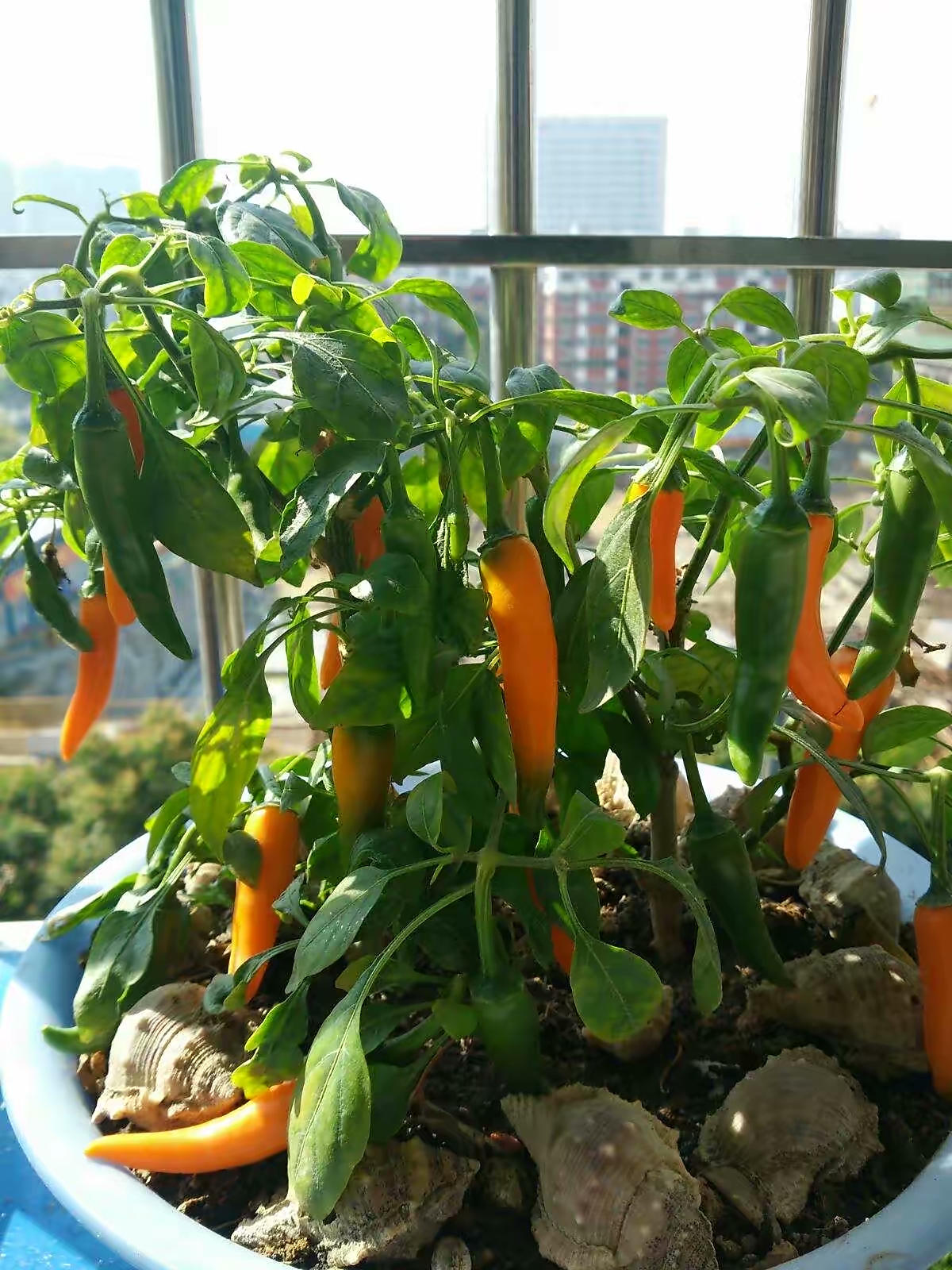 阳台种菜的方法和技巧大全集,阳台种菜室内种菜