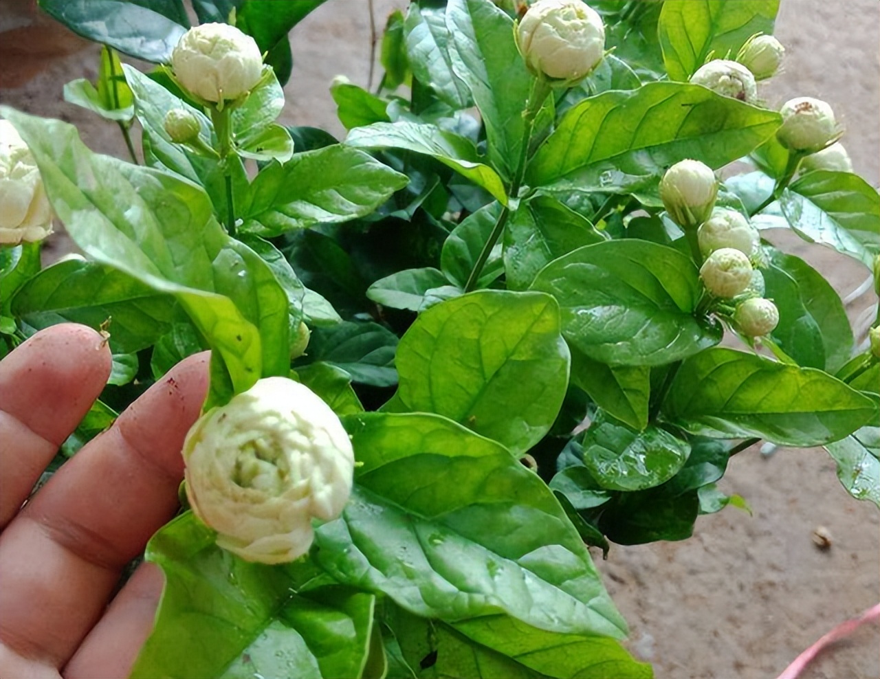 此花颜值出众，芬芳馥郁，花期长，可盆栽，一起来看看