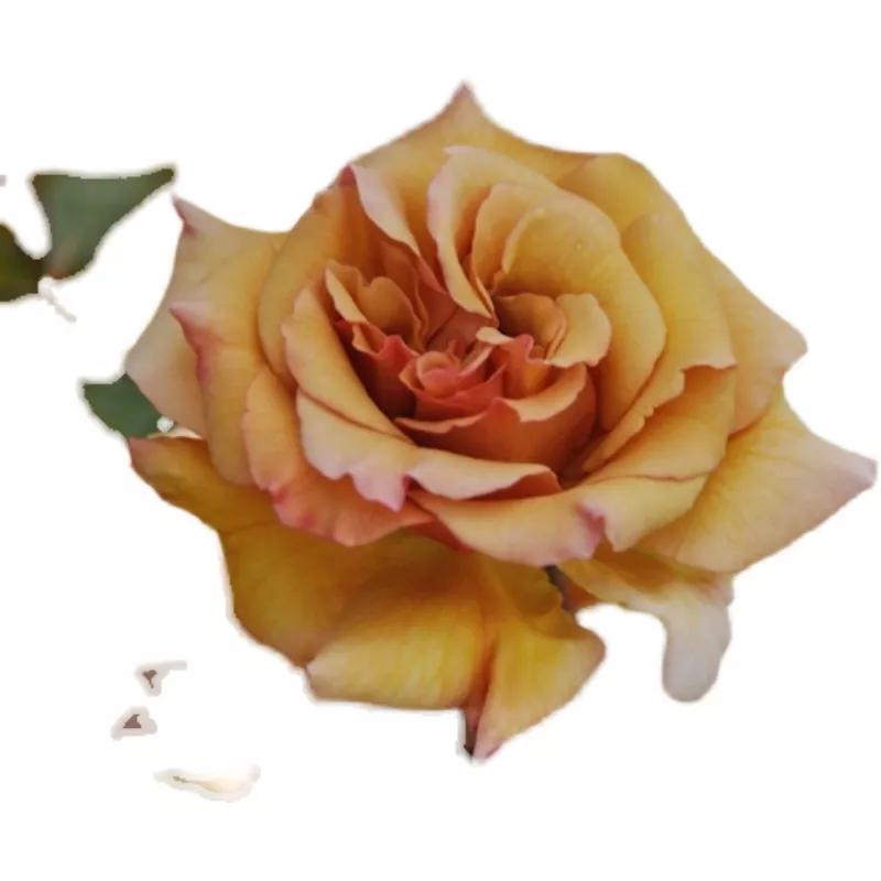 常见切花月季一览（45）