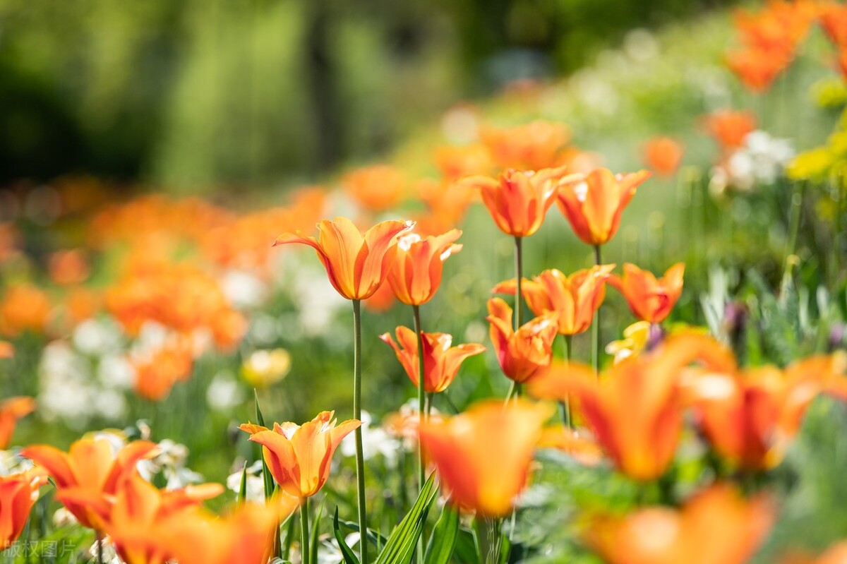 收藏各类发票,数电纸质发票类别