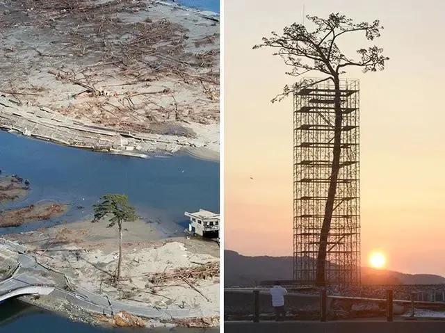 顽强的生命力,顽强的生命力的歌曲