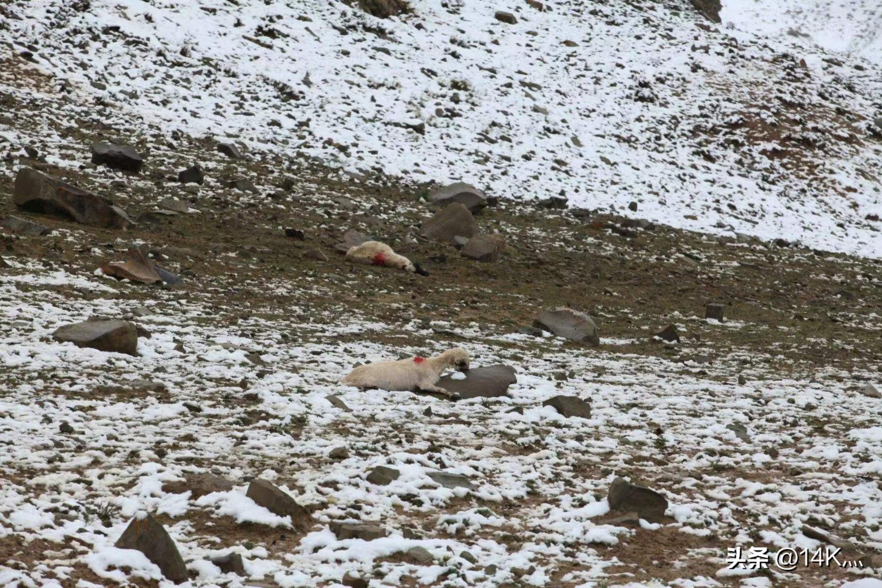 鏂扮枂璇′簨褰曞ぉ灞辩瘒13,鏂扮枂璇′簨褰曞ぉ灞辩瘒10