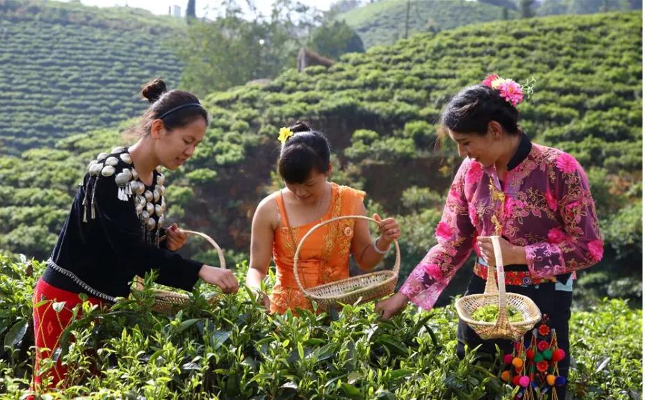 云南最好的10大茶,云南最好的十种茶