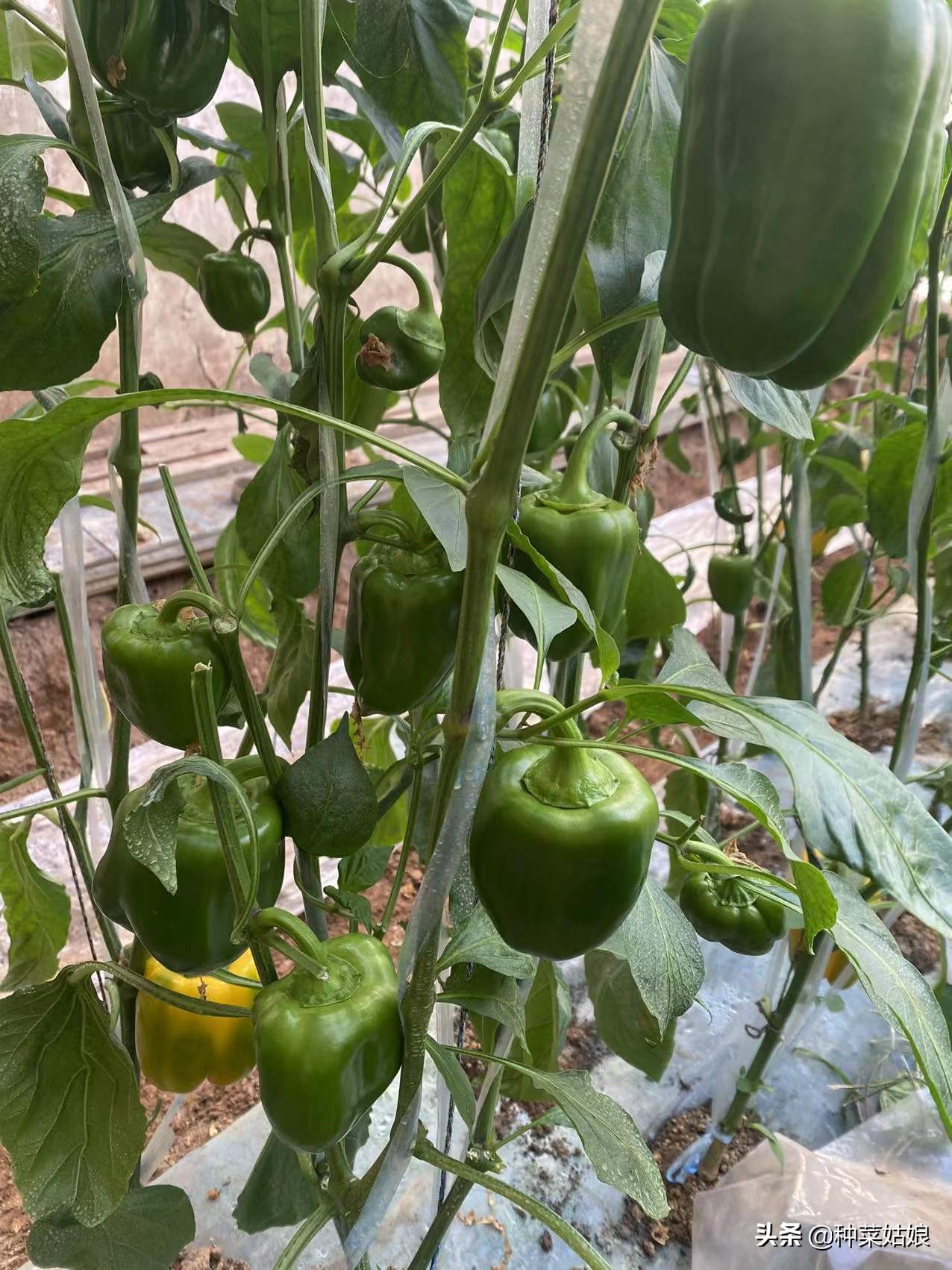 怎样防治辣椒落花落蒂,辣椒落花落果怎么治疗