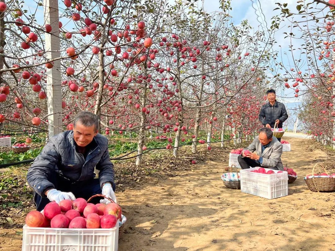 南沟村：挑起农业现代化“金扁担”