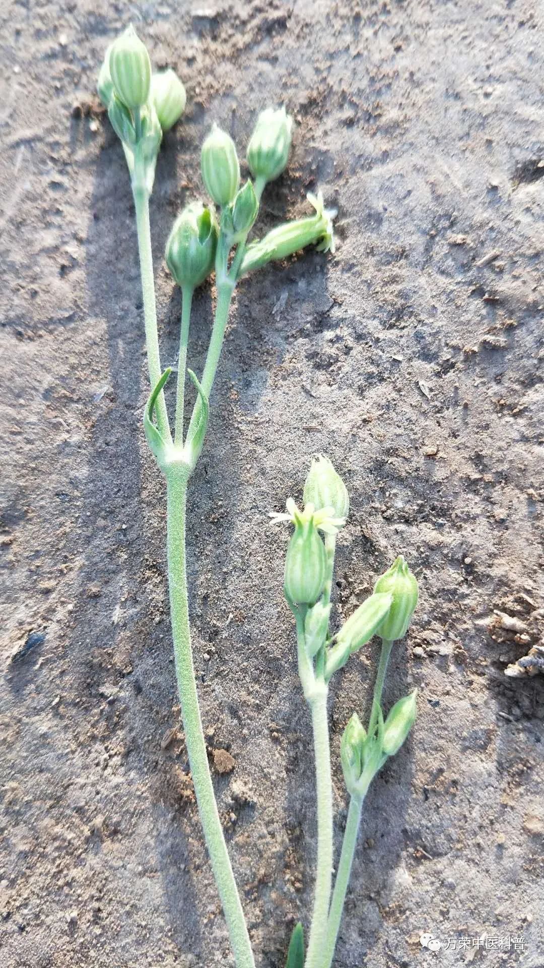 植物幼苗的发展过程详细,植物的幼苗在生长过程中