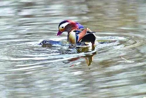 哈尔滨市兆麟公园预约,哈尔滨市兆麟公园最新通知